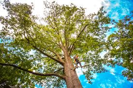 Best Fruit Tree Pruning  in Bolivar, WV